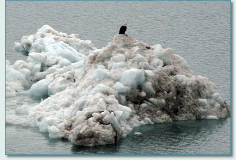 Bald Eagle on an iceberg in Glacier Bay, Alaska