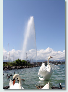 Swans and the Jet d'Eau, Geneva, Switzerland