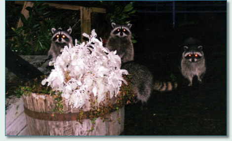 Racoons in Vacouver