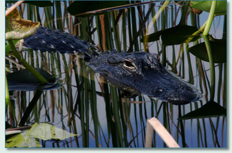 Alligator in the Everglades, Florida