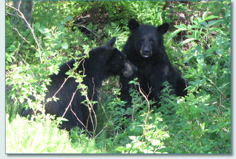Black Bears near Juneau, Alaska